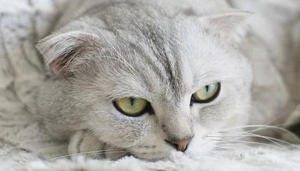 开云账号注册指南：轻松开启奢华购物之旅