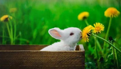 KOK体育平台：开启极致体育体验的新纪元